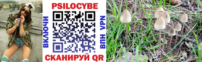 купить   Малаховка  Галлюциногенные грибы Psilocybe 